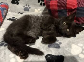 Rescue Domestic Medium Hair and Domestic Short Hair Cats for Adoption in Seneca, South Carolina - Ms Butterball $125 | PetCurious