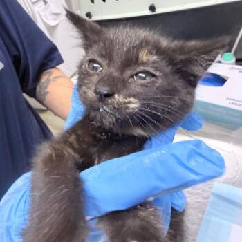 Shock -  Domestic Short Hair Cat for Adoption in Summerville, South Carolina - Shock | PetCurious