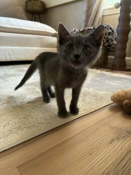 Pewter -  Domestic Short Hair Cat for Adoption in Brockport, New York - Pewter | PetCurious