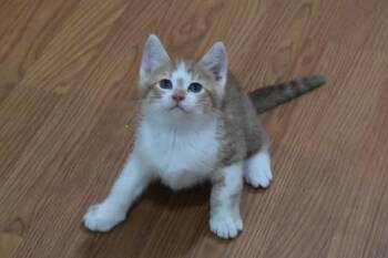 Piglet -  Domestic Short Hair Cat for Adoption in Dayton, Minnesota - Piglet | PetCurious