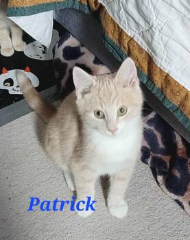 Rescue Domestic Short Hair Cats for Adoption in Kitchener, Ontario - Patrick | PetCurious