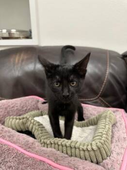 Jeff -  Domestic Short Hair Cat for Adoption in Newberg, Oregon - Jeff | PetCurious