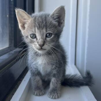 Finch -  Domestic Short Hair Cat for Adoption in St. Louis, Missouri - Finch | PetCurious