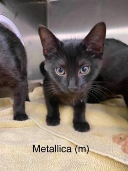 Metallica -  Domestic Short Hair Cat for Adoption in Hobart, Indiana - Metallica | PetCurious