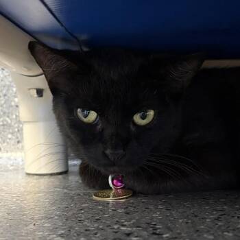 Bellatrix -  Domestic Short Hair Cat for Adoption in Lansing, Michigan - Bellatrix | PetCurious