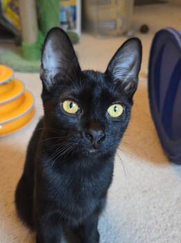 Linguine -  Abyssinian and Domestic Short Hair Cat for Adoption in Burlington, North Carolina - Linguine | PetCurious
