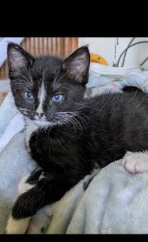 James -  Domestic Short Hair Cat for Adoption in Mustang, Oklahoma - James | PetCurious