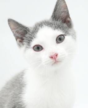 Ricky Bobby is ready set to go rev up your heart - BONDED TO RIC -  Turkish Van and Russian Blue Cat for Adoption in Bedford Hills, New York - Ricky Bobby Is Ready Set To Go Rev Up Your Heart - BONDED TO RIC | PetCurious