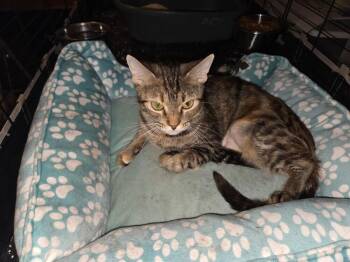 Audelia 7625 -  Domestic Short Hair Cat for Adoption in Dallas, Texas - Audelia 7625 | PetCurious