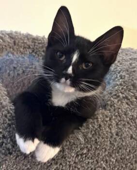 Gandalf -  Domestic Short Hair Cat for Adoption in Quakertown, Pennsylvania - Gandalf | PetCurious