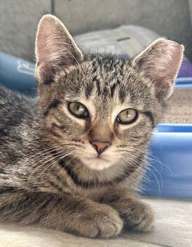 Emma -  Domestic Short Hair Cat for Adoption in Troy, Michigan - Emma | PetCurious