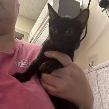 Aloe -  Domestic Short Hair Cat for Adoption in Tulsa, Oklahoma - Aloe | PetCurious