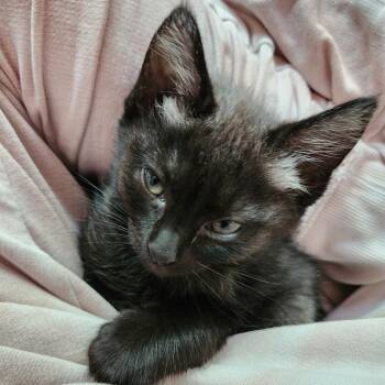 Monsoon -  Domestic Short Hair Cat for Adoption in Brea, California - Monsoon | PetCurious