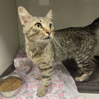Domestic Short Hair Cats Available for Adoption in Dickinson, Texas - Buster | PetCurious