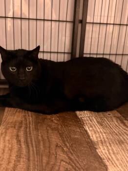 CHOCCO -  Domestic Short Hair Cat for Adoption in Algona, Iowa - CHOCCO | PetCurious
