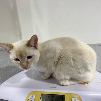 Siamese Cats Available for Adoption - Dinozzo | PetCurious