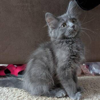 Rescue Domestic Medium Hair Cats for Adoption in Lake Orion, Michigan - Starfruit | PetCurious