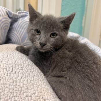 Domestic Short Hair Cats Available for Adoption in Fresno, California - Sugar | PetCurious