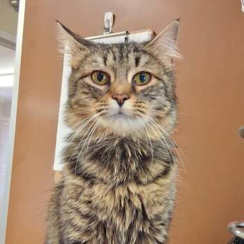 Domestic Medium Hair Cats Available for Adoption in Middlebury, Vermont - Cassie | PetCurious