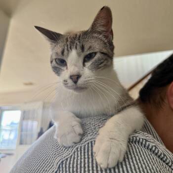 Magnolia -  Siamese and Tabby Cat for Adoption in Liverpool, Texas - Magnolia | PetCurious