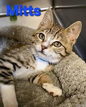 Rescue Tabby and Tuxedo Cats for Adoption in Macon, Georgia - Mitts | PetCurious