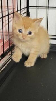 Porter -  Domestic Short Hair Cat Available for Adoption in Metter, Georgia - Porter | PetCurious
