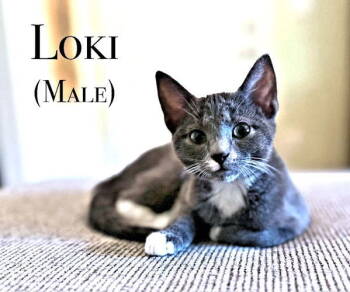 Rescue Domestic Short Hair Cats for Adoption in Rutherfordton, North Carolina - Loki | PetCurious