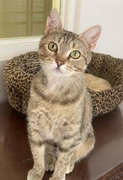 Cheerios -  American Bobtail and Domestic Short Hair Cat for Adoption in Monson, Massachusetts - Cheerios | PetCurious