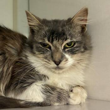 Regalia -  Domestic Short Hair Cat for Adoption in Redwood City, California - Regalia | PetCurious