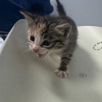 Domestic Short Hair Cats Available for Adoption in Columbus, Georgia - Sylvie | PetCurious