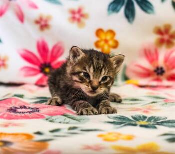 ORIAN -  Domestic Short Hair Cat for Adoption in Riverside, California - ORIAN | PetCurious