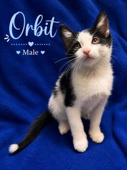 Domestic Short Hair Cats Available for Adoption in Johnson City, Tennessee - Orbit | PetCurious