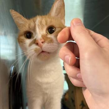 Christy -  Domestic Short Hair Cat for Adoption in Baltimore, Maryland - Christy | PetCurious