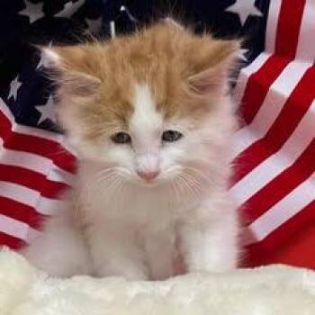 Tabby Cats Available for Adoption in Green Valley, Arizona - Hamilton | PetCurious