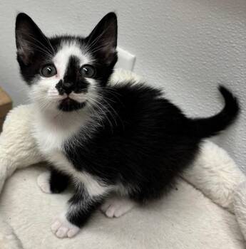 Richard -  Domestic Short Hair Cat for Adoption in Little Rock, Arkansas - Richard | PetCurious