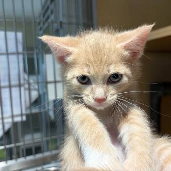 Domestic Short Hair Cats Available for Adoption in Chesapeake, Virginia - Dr. Robby (Blue) | PetCurious