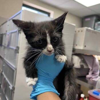 Rescue Domestic Short Hair Cats for Adoption in Reno, Nevada - Chanterelle | PetCurious