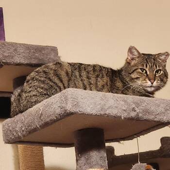 Biggety Bob 55546 -  Domestic Short Hair Cat for Adoption in Eaton Rapids, Michigan - Biggety Bob 55546 | PetCurious