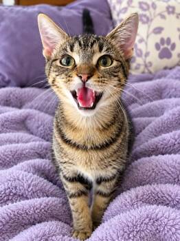 Cinder -  Tabby and Domestic Short Hair Cat for Adoption in Pineville, Louisiana - Cinder | PetCurious