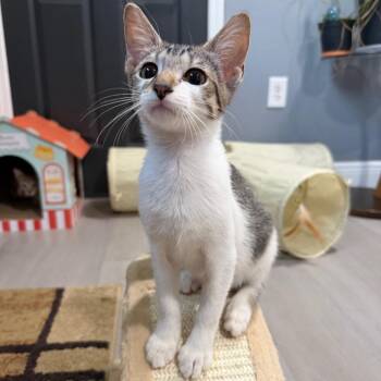 Lola -  Domestic Short Hair Cat for Adoption in NEW PT RICHEY, Florida - Lola | PetCurious