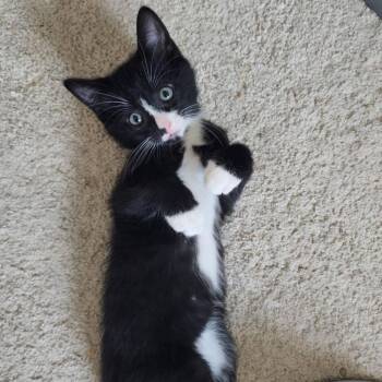 Pomney $150 -  Domestic Short Hair Cat for Adoption in Milwaukee, Wisconsin - Pomney $150 | PetCurious
