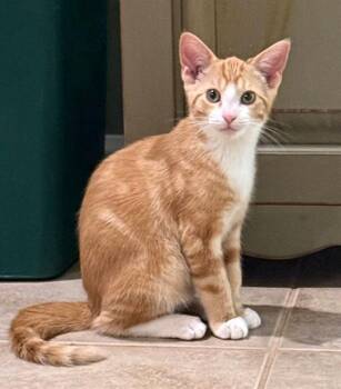 ZIP -  Domestic Short Hair Cat for Adoption in Canfield, Ohio - ZIP | PetCurious