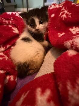 Prongs -  Domestic Short Hair Cat for Adoption in Grand Rapids, Michigan - Prongs | PetCurious
