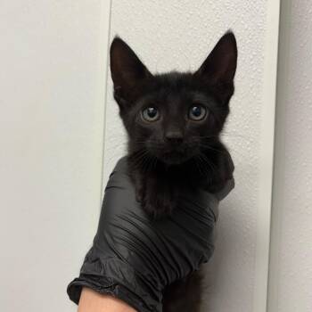 Sphinx -  Domestic Short Hair Cat for Adoption in Abilene, Texas - Sphinx | PetCurious