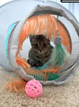 Olives26 -  Domestic Short Hair Cat for Adoption in Youngsville, North Carolina - Olives26 | PetCurious