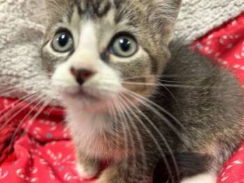 Rescue Domestic Short Hair Cats for Adoption in Gray, Louisiana - Gravy | PetCurious