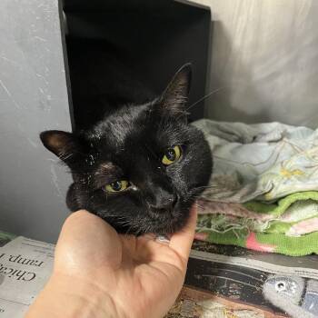 Bitty -  Domestic Short Hair Cat for Adoption in Chicago, Illinois - Bitty | PetCurious