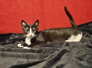 Orion -  Domestic Short Hair Cat for Adoption in North Babylon, New York - Orion | PetCurious