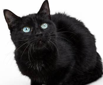 Pumpkin - can she be any prettier or sweeter - licorice angel -  Norwegian Forest Cat and Bombay Cat for Adoption in Bedford Hills, New York - Pumpkin - Can She Be Any Prettier Or Sweeter - Licorice Angel | PetCurious