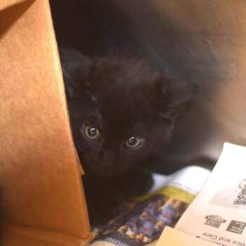 Yukon Gold -  Domestic Medium Hair Cat for Adoption in Belleville, Illinois - Yukon Gold | PetCurious